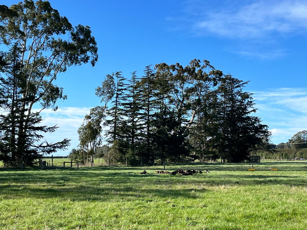 Ag Assist - DRIVE IN CALF REARER — EXPERIENCED & RELIABLE