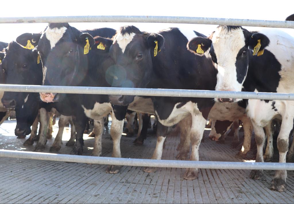 50:50 Sharemilker Matamata 190 Cows