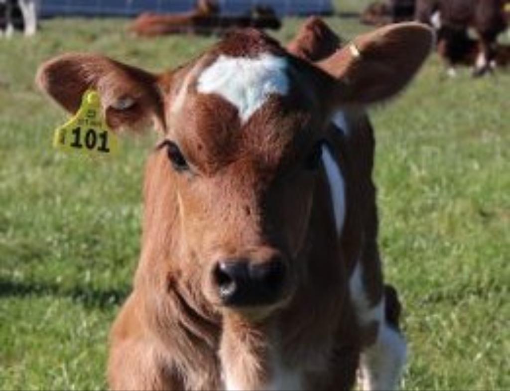 50:50 Sharemilking Position Te Aroha