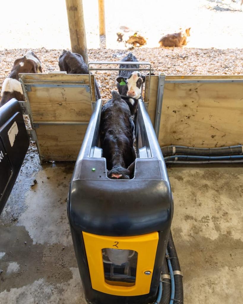 Flexible Hours Calf Rearing Position 🐮