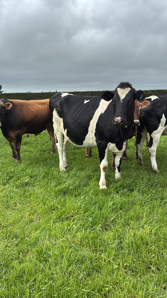 DNA Tested In calf Heifers For Sale
