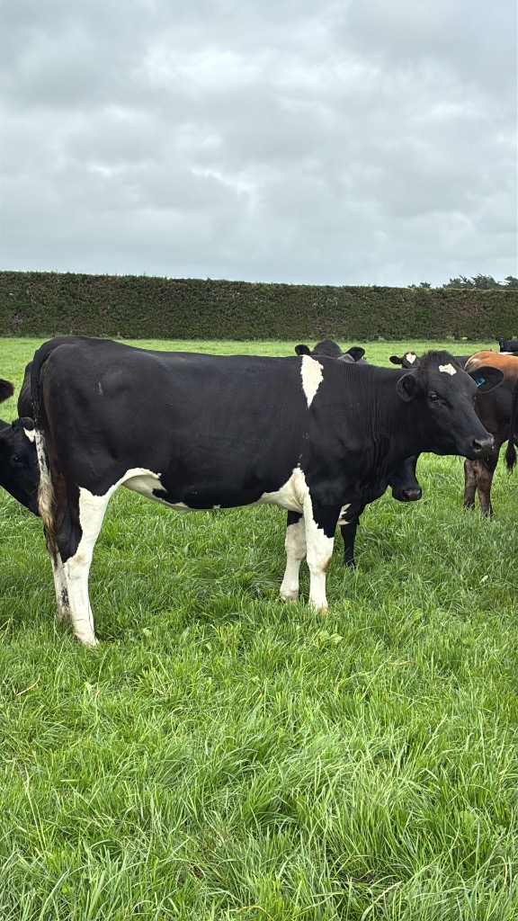 Ag Assist - DNA Tested In calf Heifers For Sale