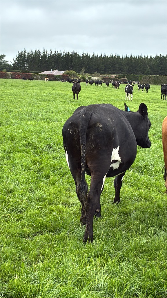 Ag Assist - DNA Tested In calf Heifers For Sale