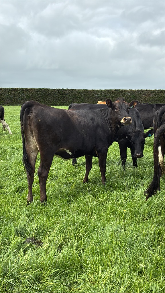 Ag Assist - DNA Tested In calf Heifers For Sale