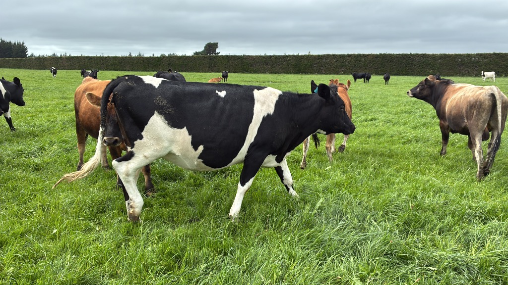 Ag Assist - DNA Tested In calf Heifers For Sale