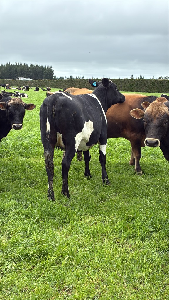 Ag Assist - DNA Tested In calf Heifers For Sale