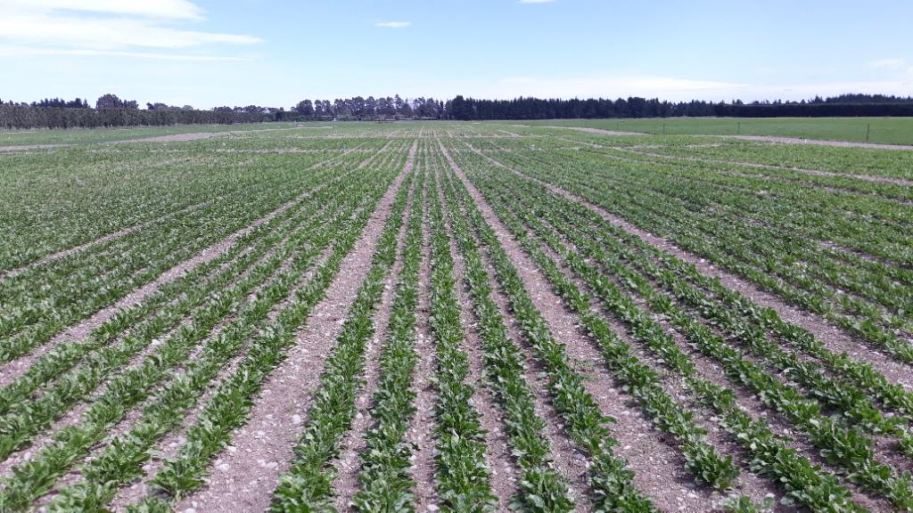 Casual work on Research trials and fields