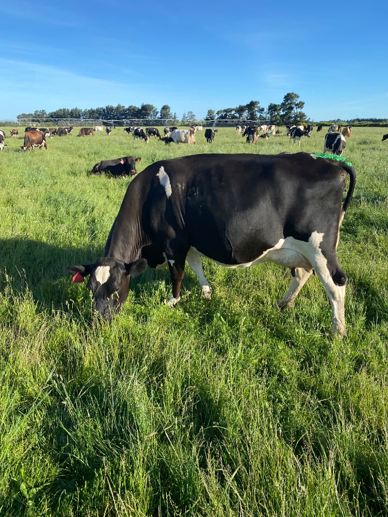 Relief Milker/Milk Harvester
