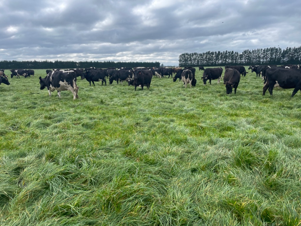 Assistant Manager Required