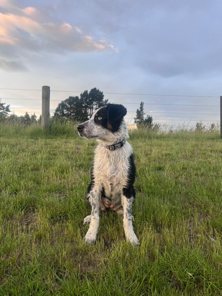 Ag Assist - Caitlin McConnell