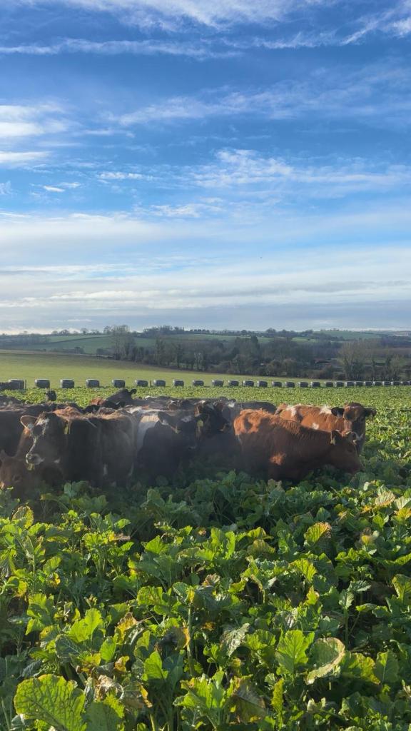 Ag Assist - 2IC Wanted in Ireland