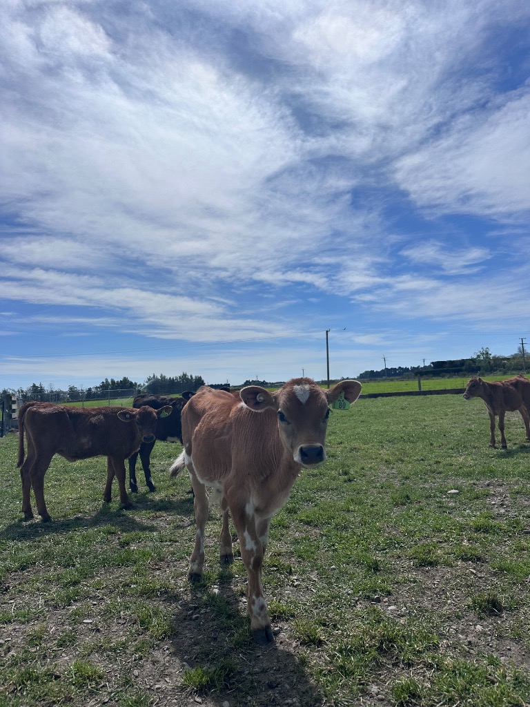 Ag Assist - J and X bulls