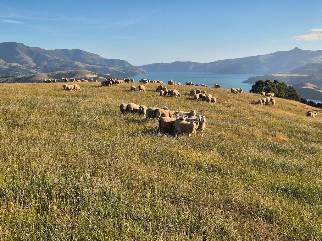 Ag Assist - General Farm Worker & Au Pair Wanted