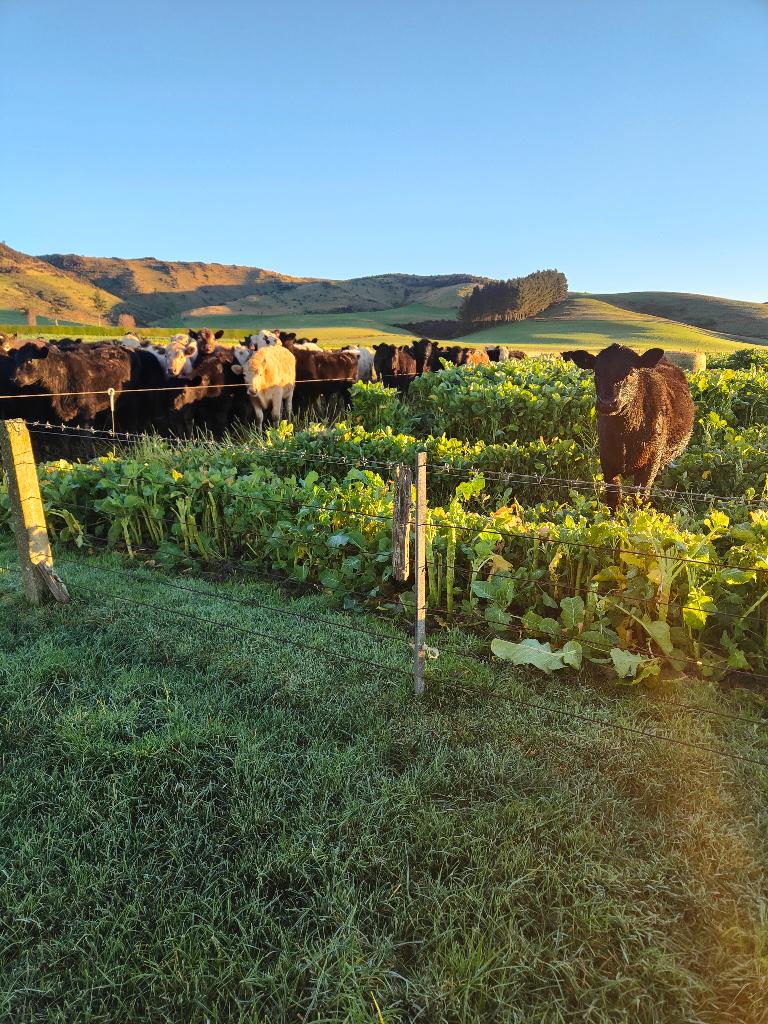 Ag Assist - Reliable & Experienced Agricultural Relief Gofers