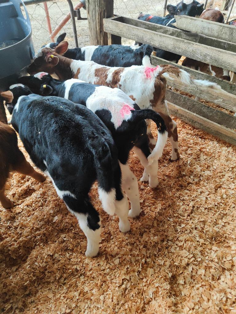 Ag Assist - Reliable & Experienced Agricultural Relief Gofers
