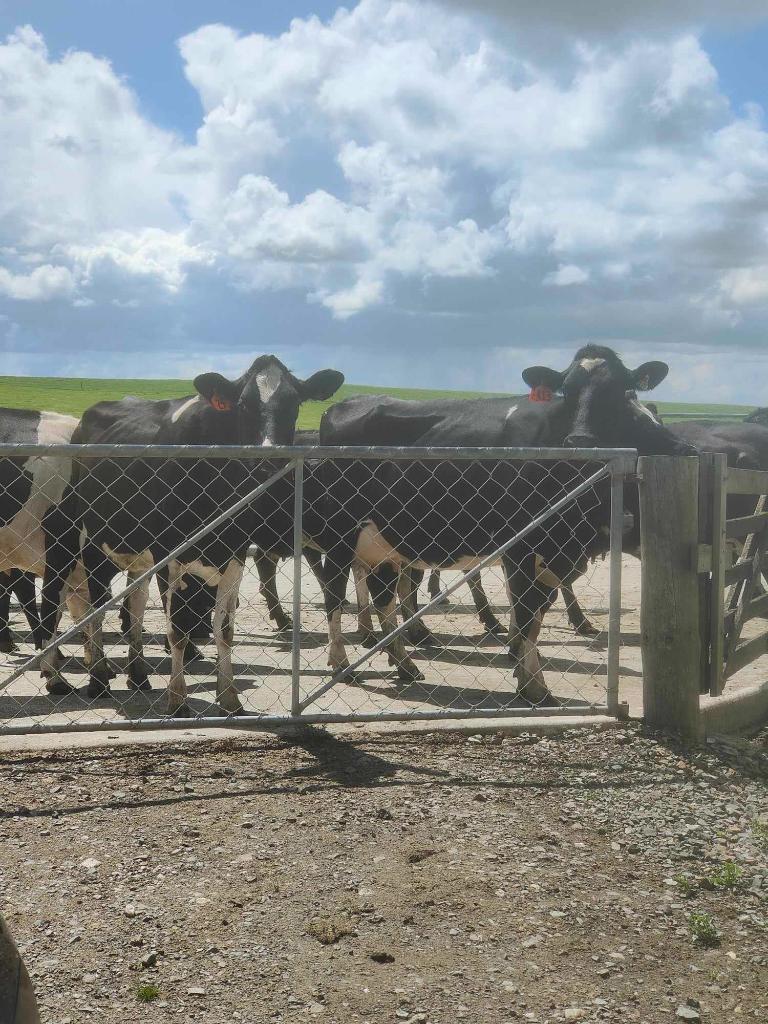 Ag Assist - Reliable & Experienced Agricultural Relief Gofers