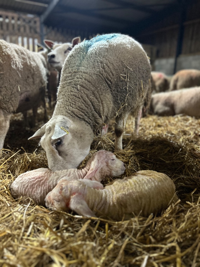 Ag Assist - Leila Macleod