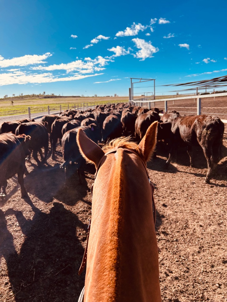 Ag Assist - Leila Macleod