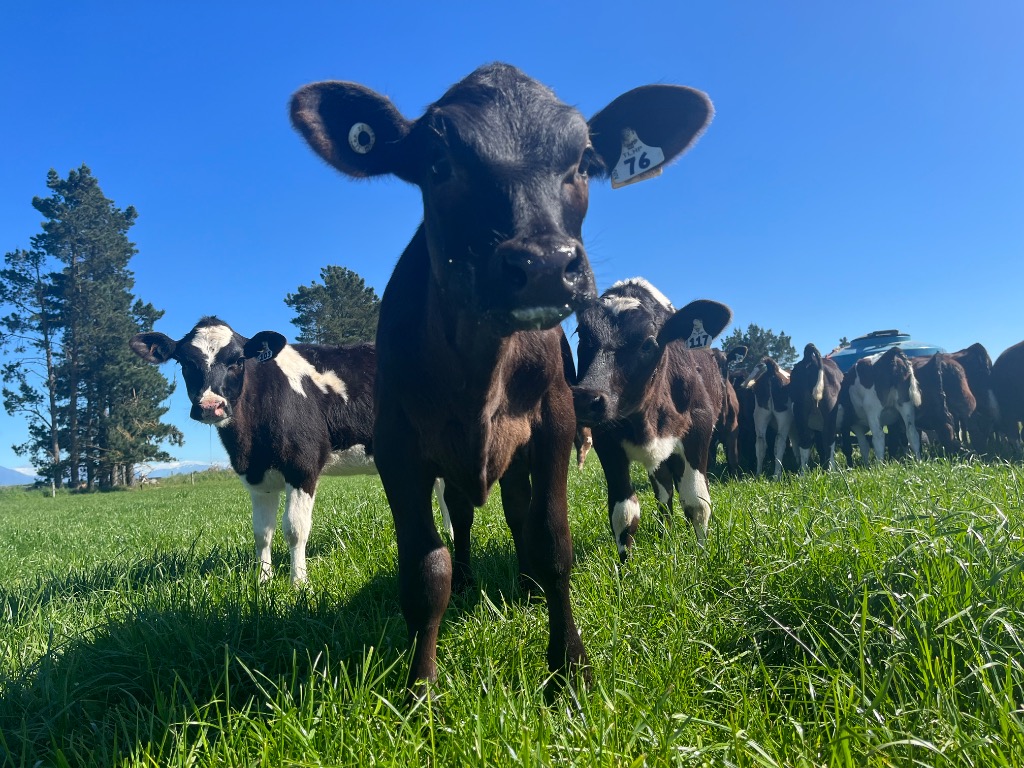 Ag Assist - Farm Assistants & Calf Rearer Needed, Canterbury, NZ – June 2026 Start