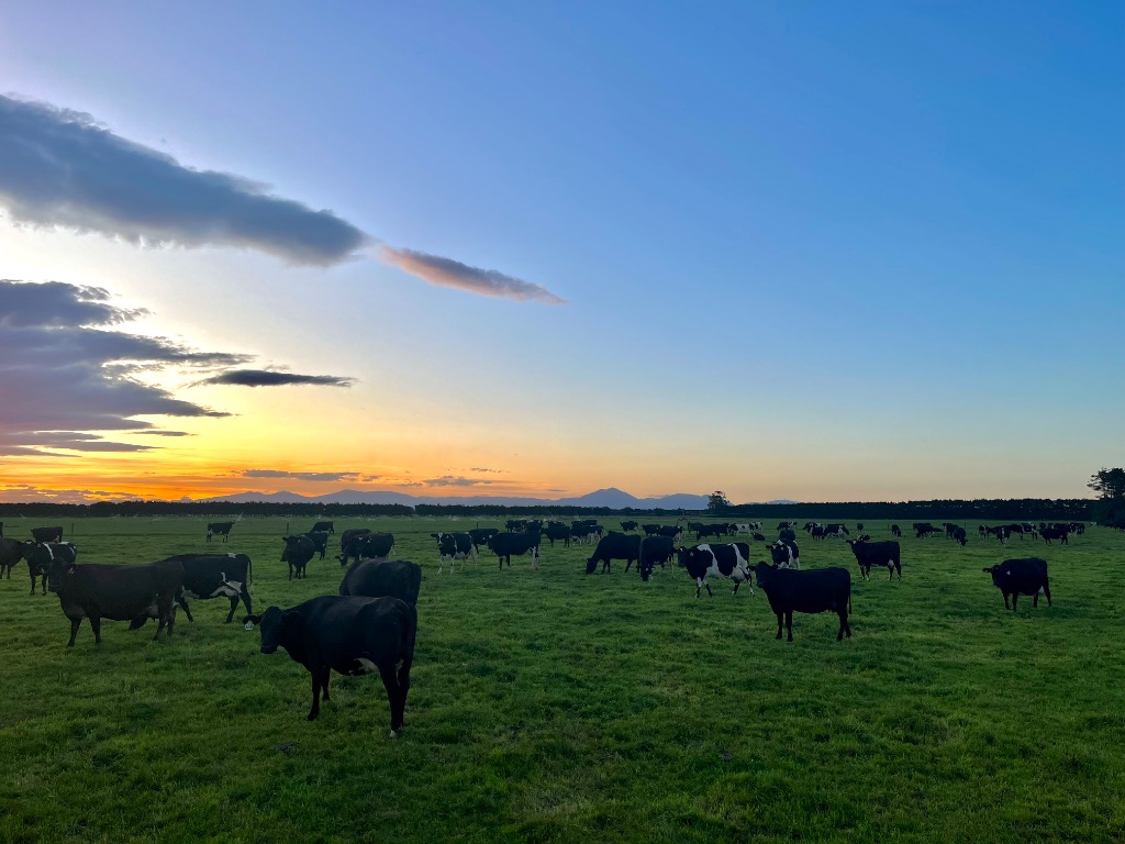 Ag Assist - Farm Assistants & Calf Rearer Needed, Canterbury, NZ – June 2026 Start