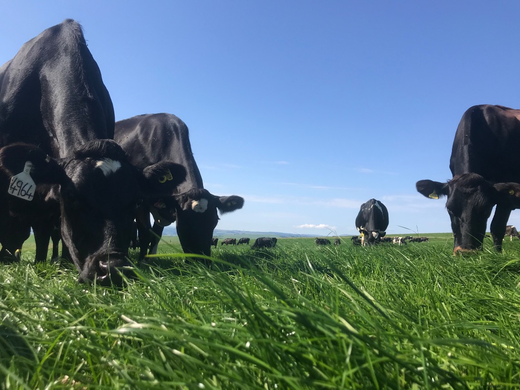 Ag Assist - Farm Assistants & Calf Rearer Needed, Canterbury, NZ – June 2026 Start