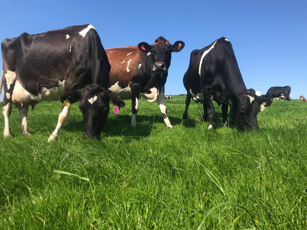 Ag Assist - Farm Assistants & Calf Rearer Needed, Canterbury, NZ – June 2026 Start