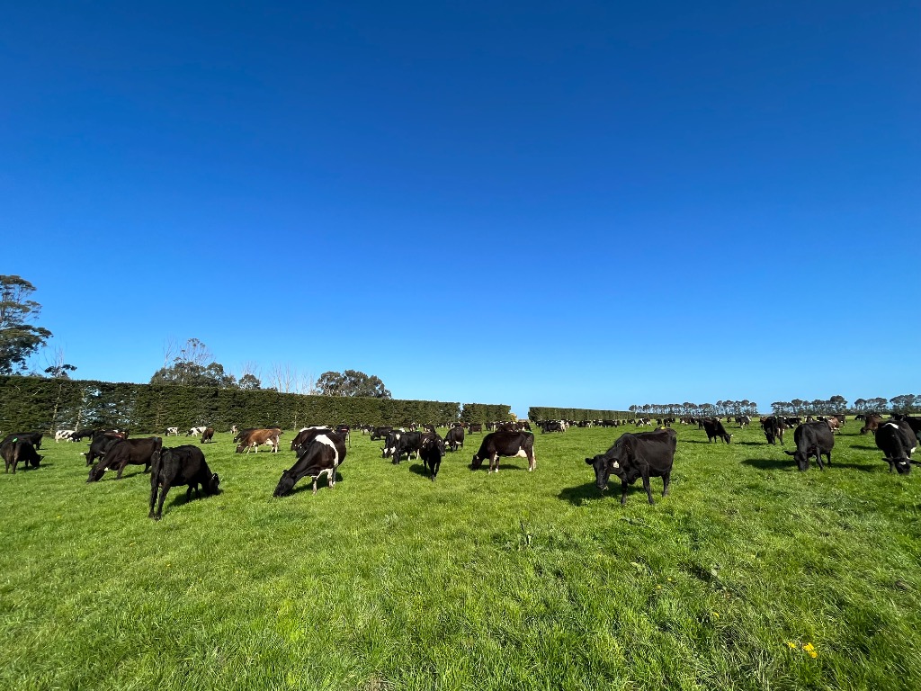 Farm Assistants & Calf Rearer Needed, Canterbury, NZ – June 2026 Start