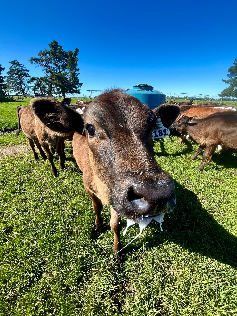 Ag Assist - Farm Assistants & Calf Rearer Needed, Canterbury, NZ – June 2026 Start