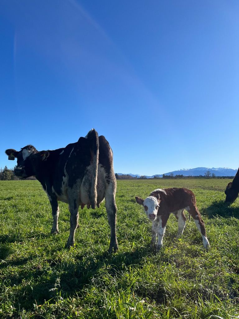 Ag Assist - Farm Assistants & Calf Rearer Needed, Canterbury, NZ – June 2026 Start