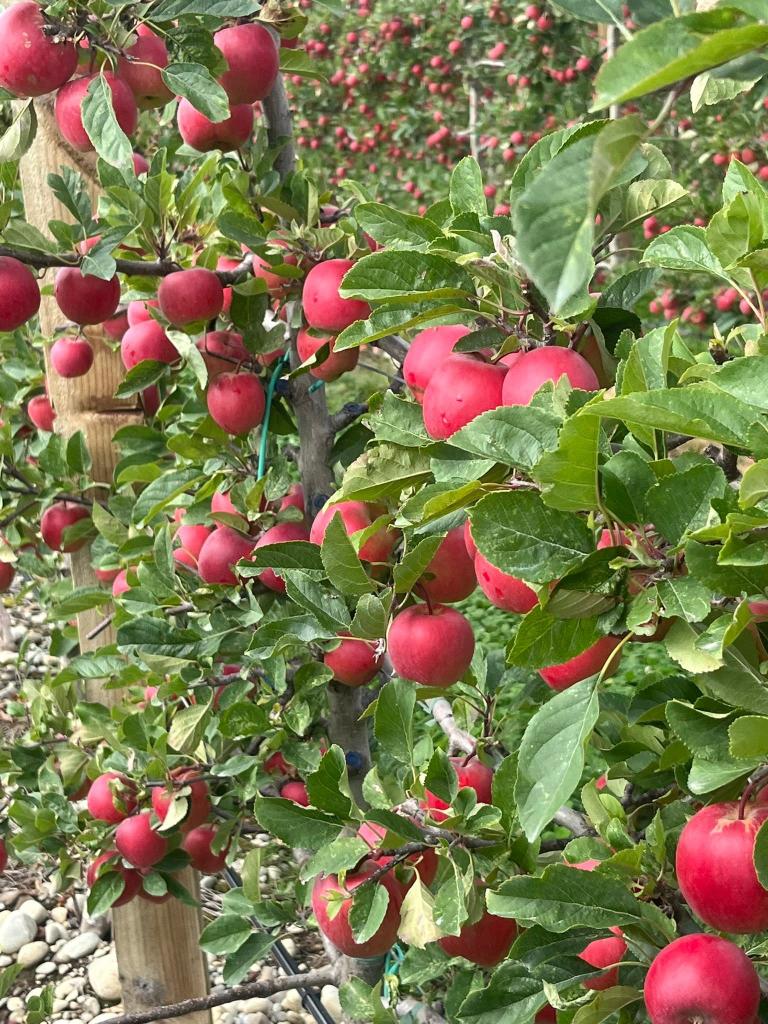Orchard Supervisor