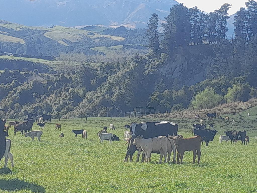 Nurse cow rearing assistant