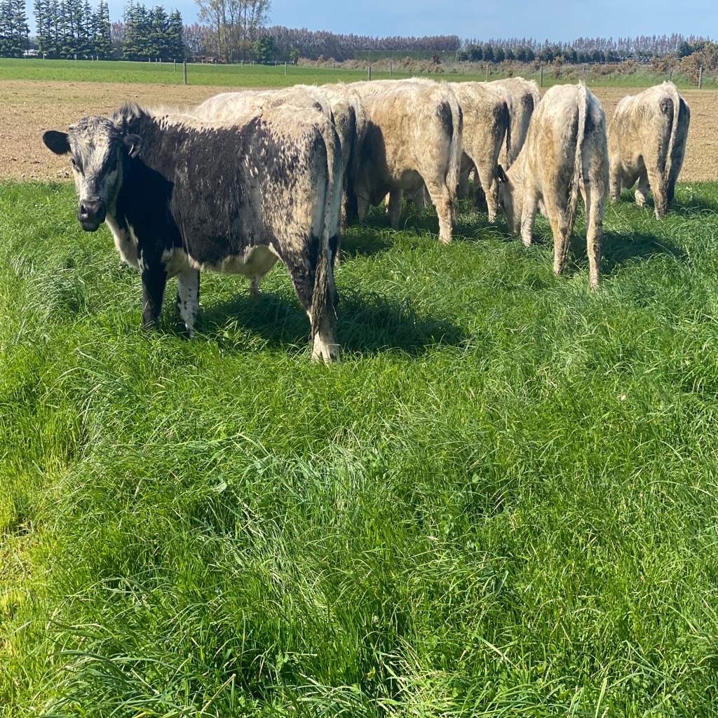 R2 Speckle Park bulls for mating