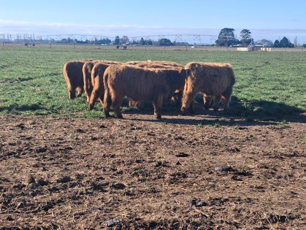 Highland cattle August born 2025