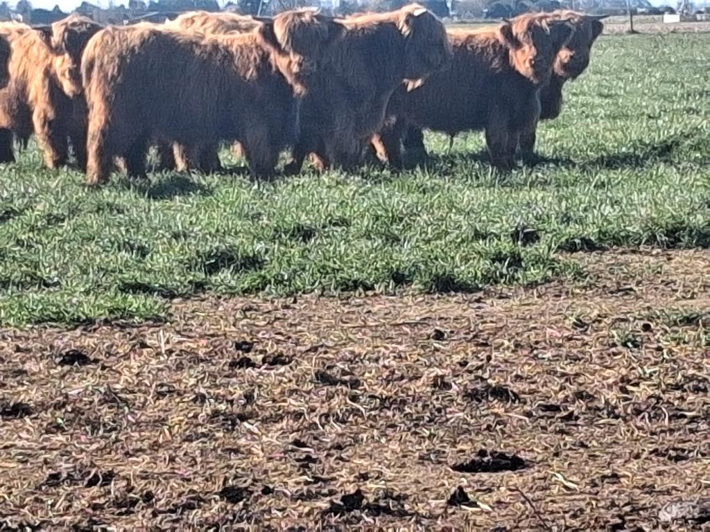 Ag Assist - Highland cattle August born 2025