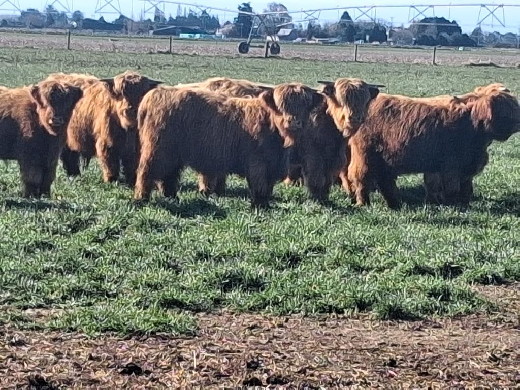 Ag Assist - Highland cattle August born 2025