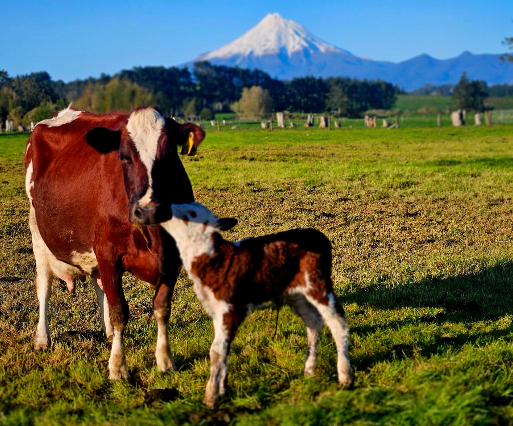 Calf Rearer