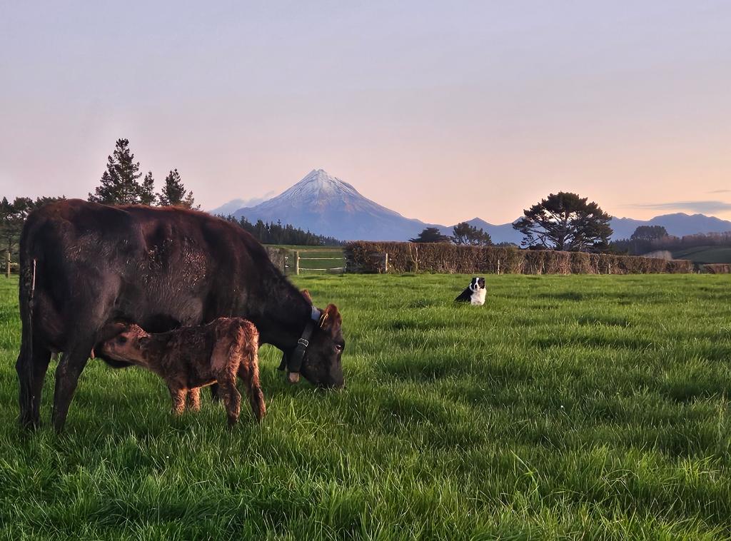 Ag Assist - Calf Rearer