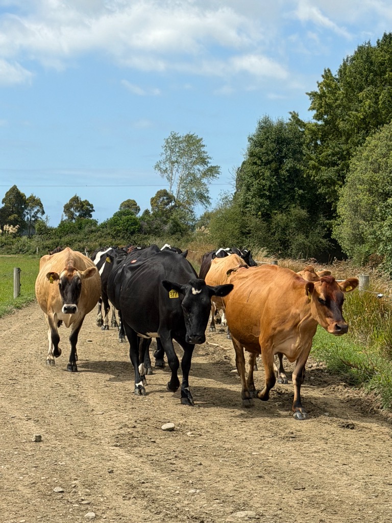 Ag Assist - Kristiana Soroka