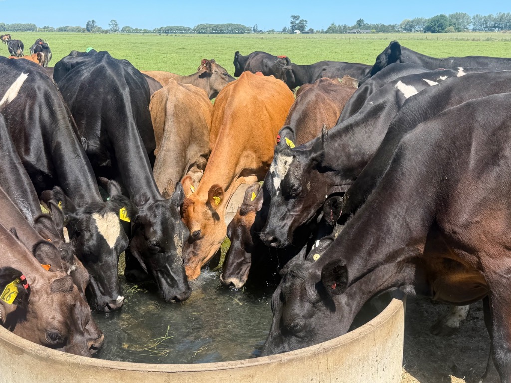 Ag Assist - Kristiana Soroka