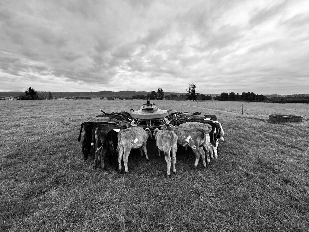Dairy Farm Assistant