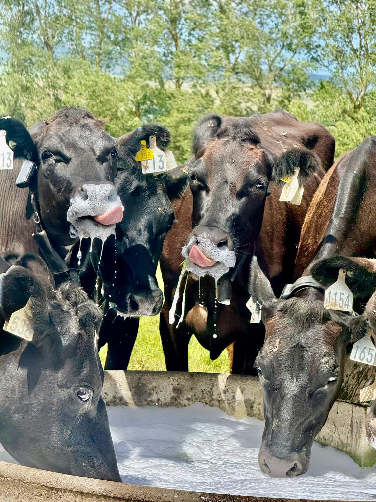 Assistant Manager (2IC) - Mt Somers Station Dairy, Mid Canterbury