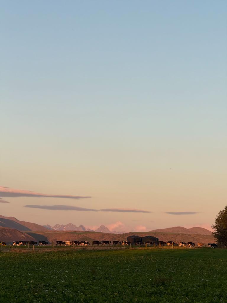 Ag Assist - Assistant Manager (2IC) - Mt Somers Station Dairy, Mid Canterbury