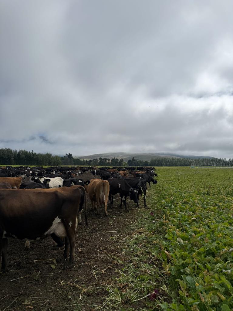 Ag Assist - Assistant Manager (2IC) - Mt Somers Station Dairy, Mid Canterbury