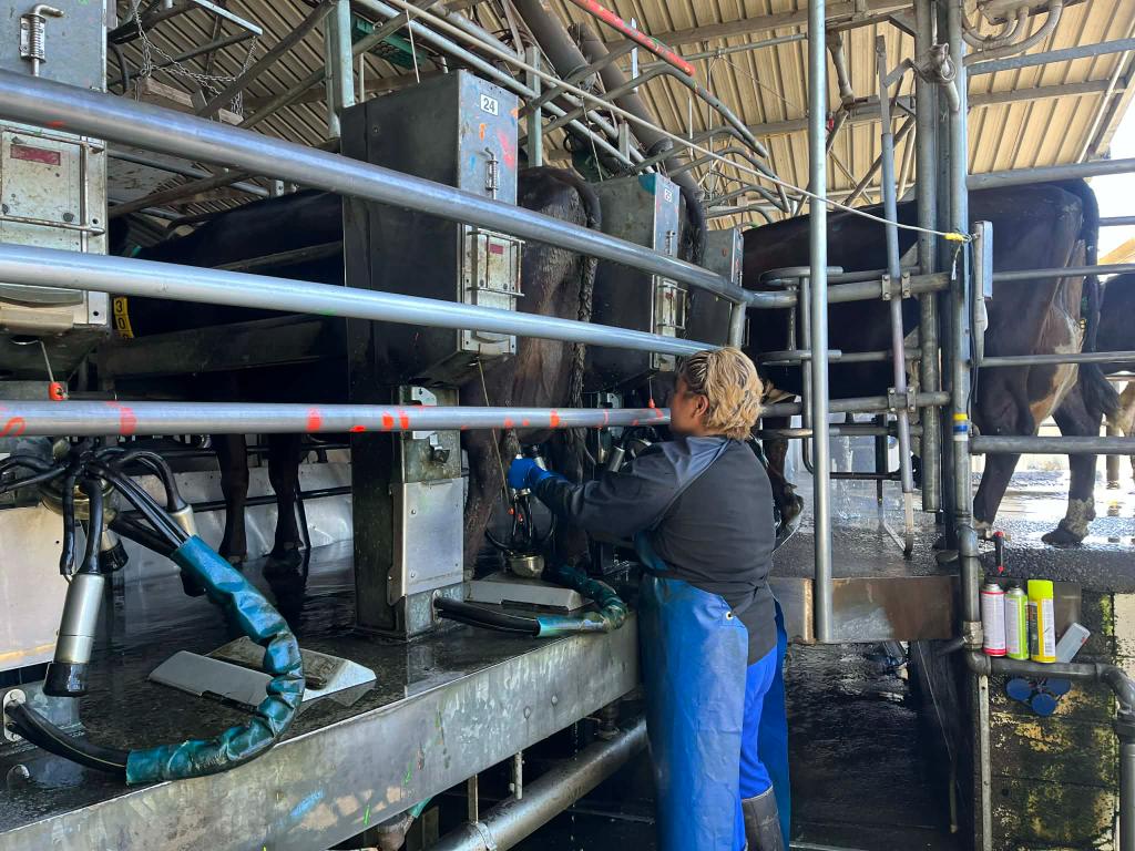 Ag Assist - Rhea Blanco