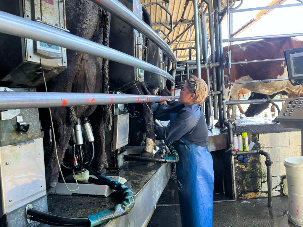 Ag Assist - Rhea Blanco