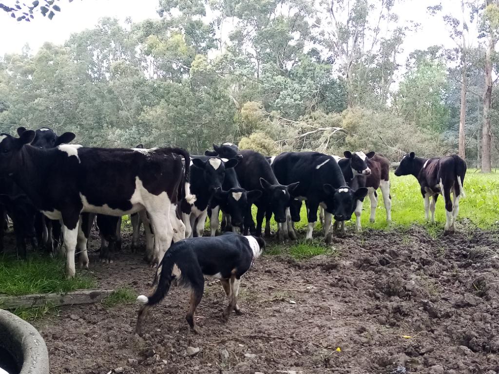 Ag Assist - Jasmine Mackay