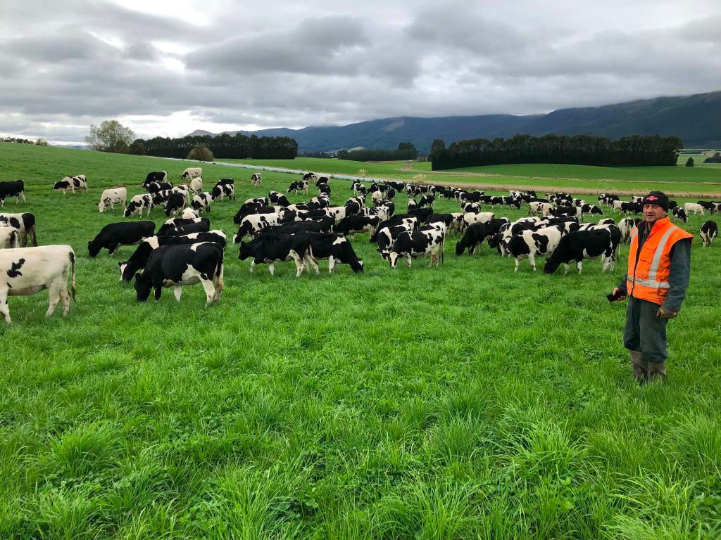 Dairy farn assistant