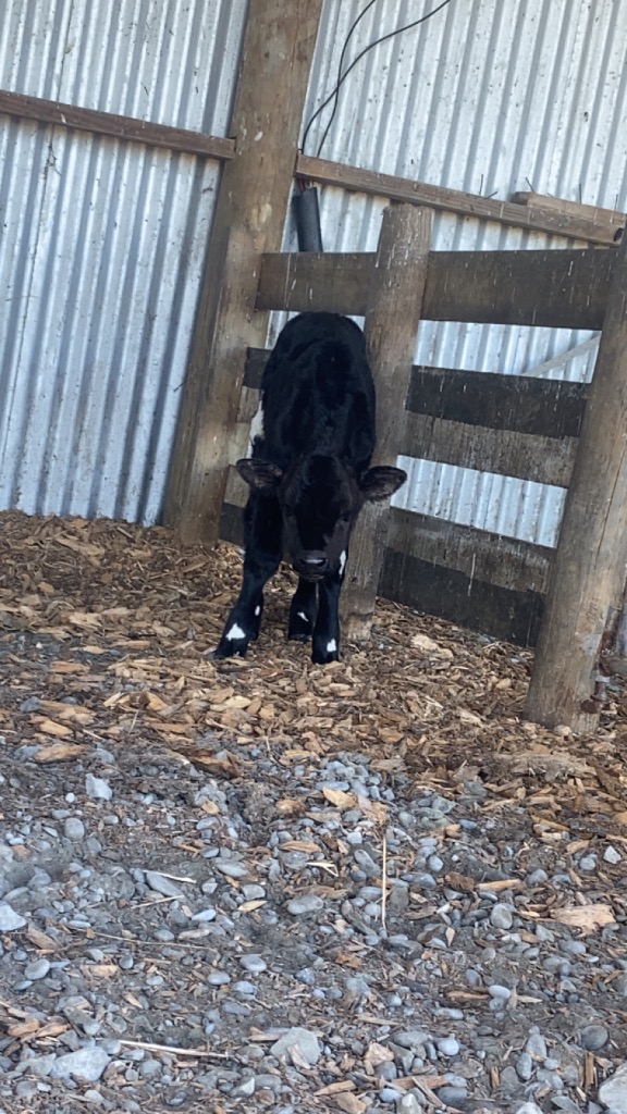 Ag Assist - Maia-Jane Williams