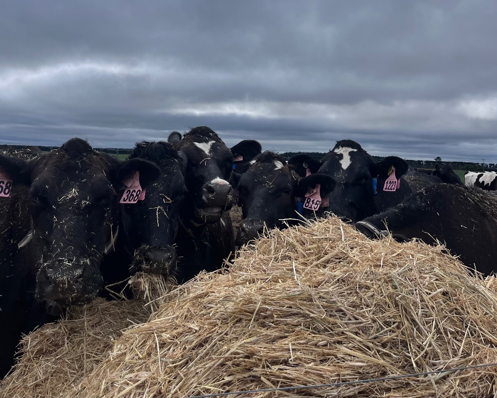 Ag Assist - Olivia Price