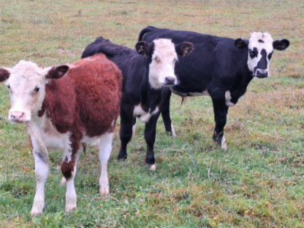 Ag Assist - W/F x Dairy bull calves